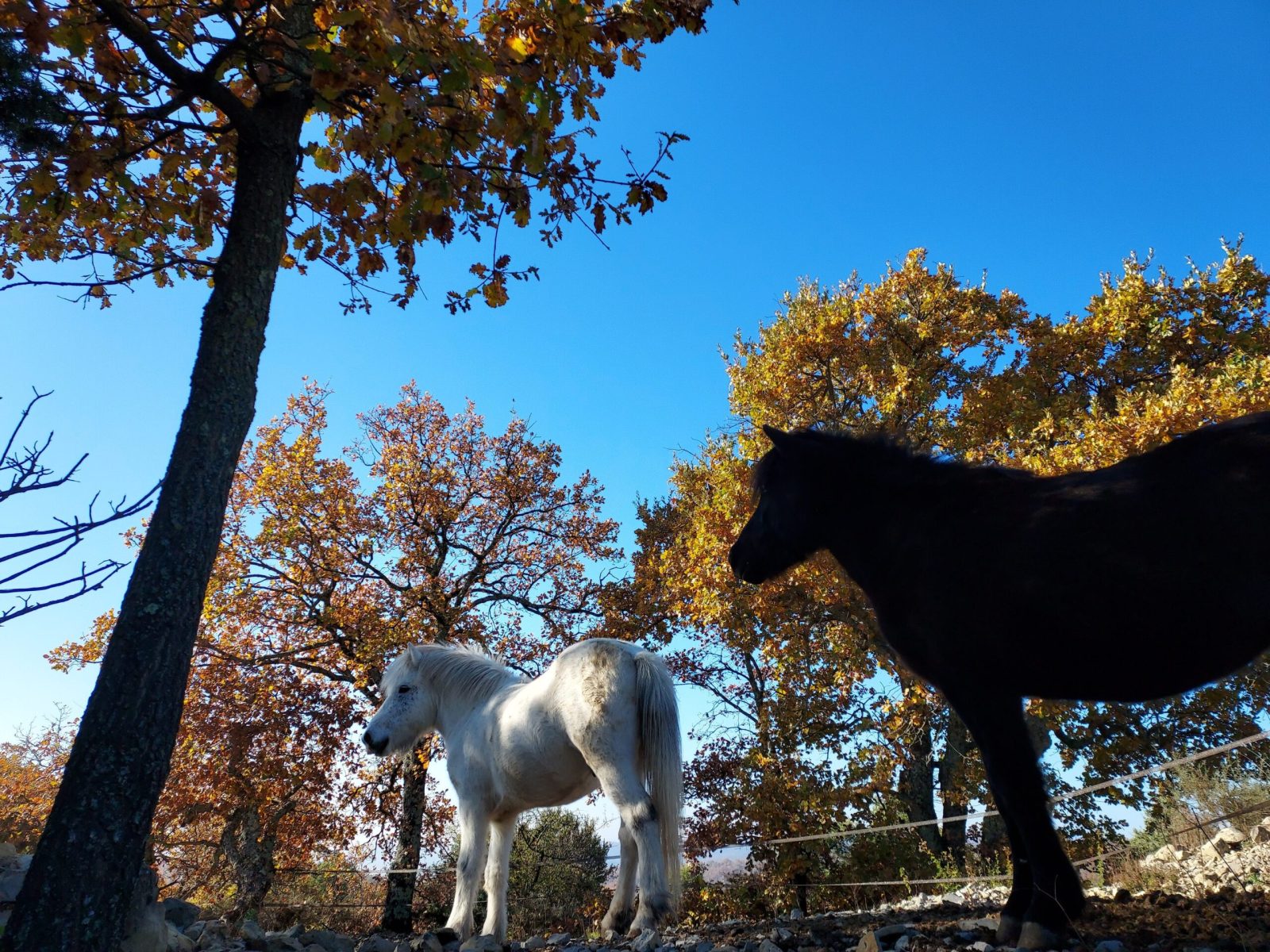 Domaine Fournery Baraud 036