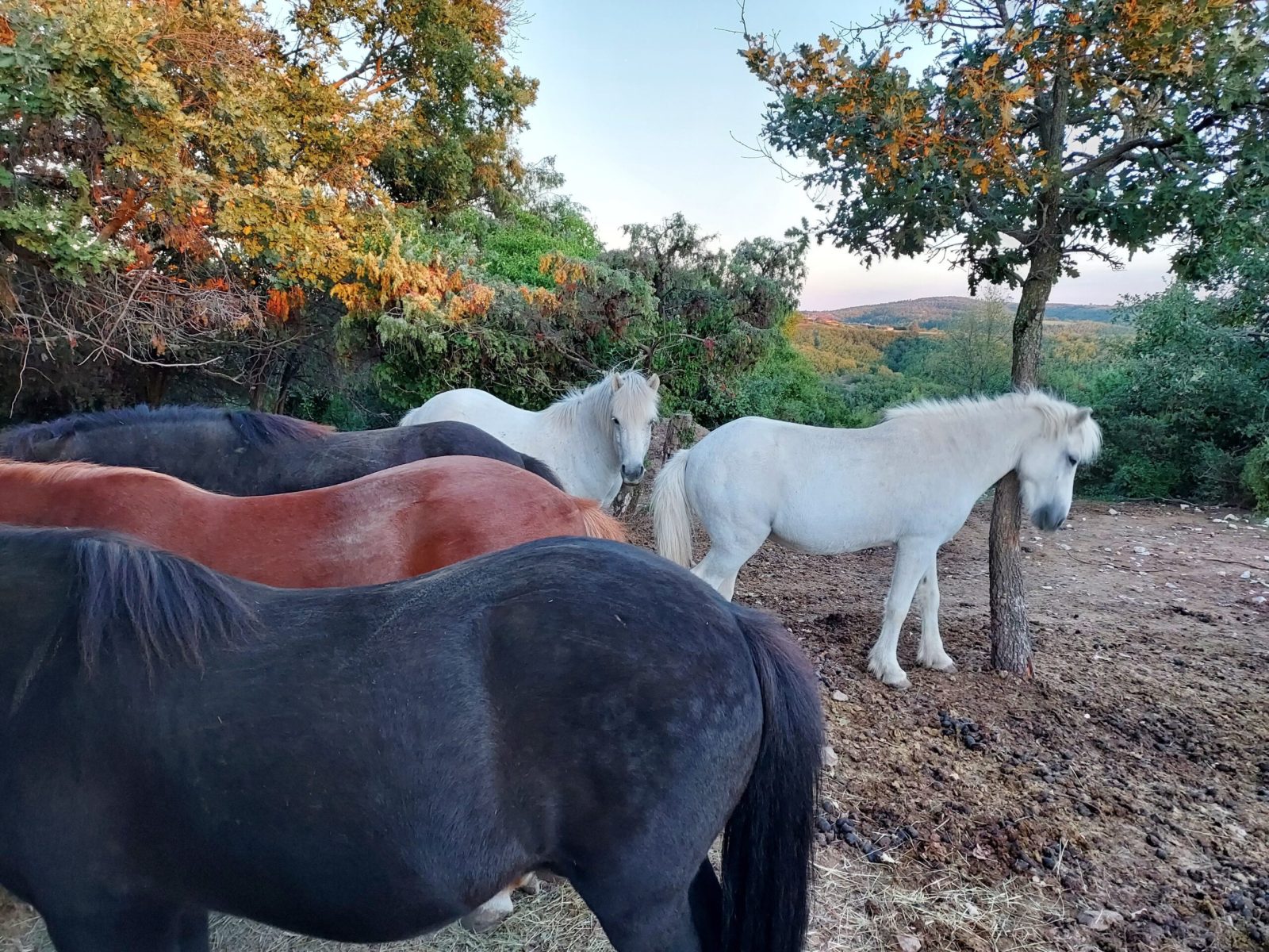 Domaine Fournery Baraud 036