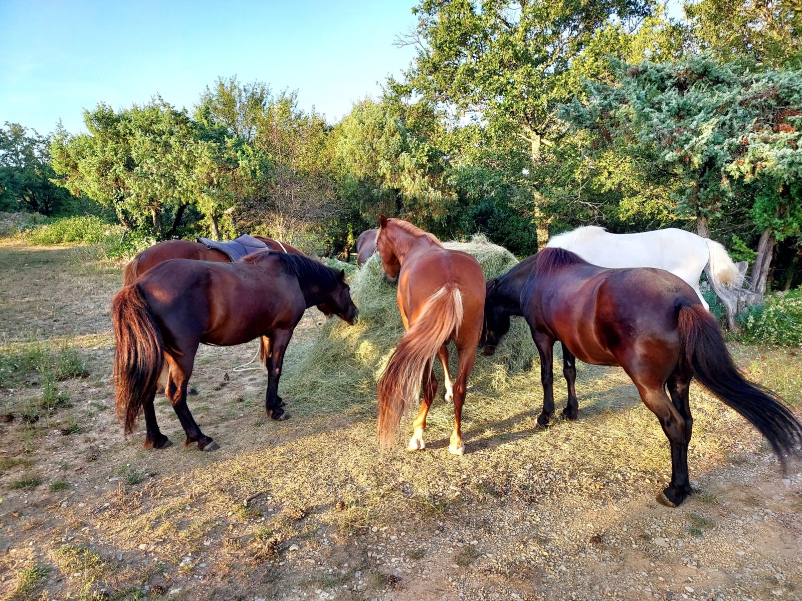 Domaine Fournery Baraud 036