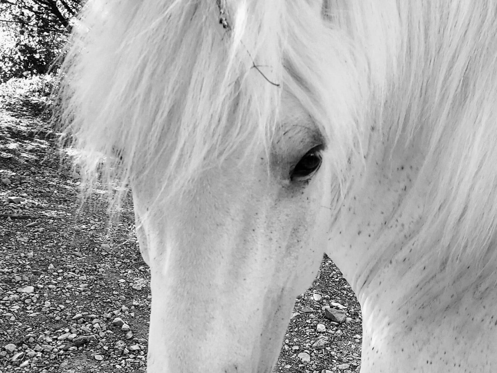 Domaine Fournery Baraud 037