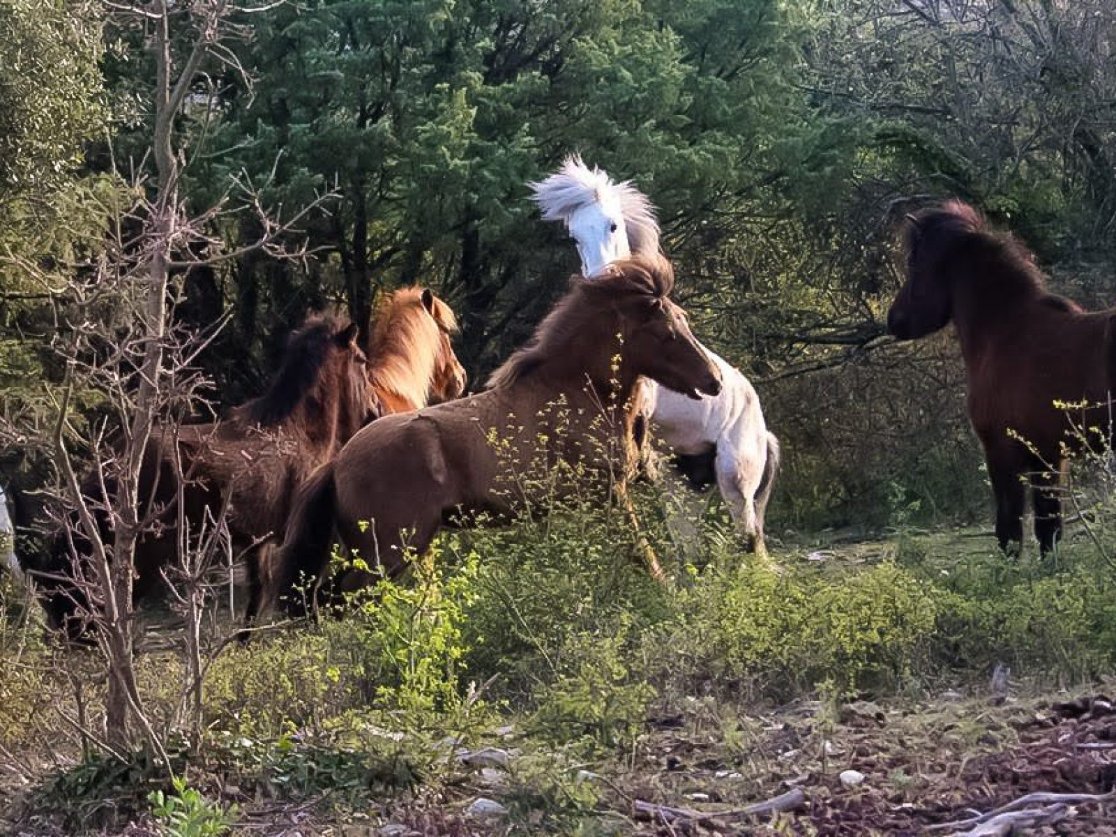 Domaine Fournery Baraud 037